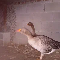 غاز ۹ماهه تخم گذار|پرنده|گتوند, |دیوار