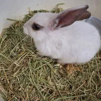 خرگوش نژاد نیوزیلندی|موش و خرگوش|پردیس, فاز ۱۱|دیوار