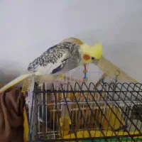 عروس هلندی نر و ماده سخنگو تخم گذار|پرنده|چالوس, |دیوار