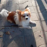 پاکوتاه نر خوشگل خانگی  80000000ملیون|سگ|آزادشهر, |دیوار