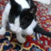 گربه|گربه|سنندج, |دیوار