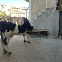 گاو گوساله سیمینتال ماده|حیوانات مزرعه|سرپل ذهاب, |دیوار