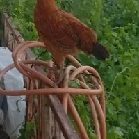خروس