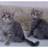 بچه گربه اسکاتیش فولد