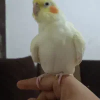 عروس هلندی|پرنده|تهران, درب دوم|دیوار