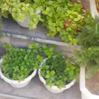 تعدادی گل برای رستوران  و قلیان سراها و آپارتمان