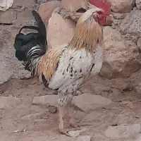 خروس کوردی
