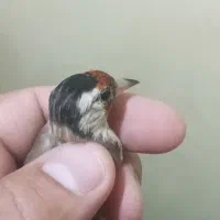 دوعدد سهره داغسر|پرنده|قرچک, مهدیه|دیوار