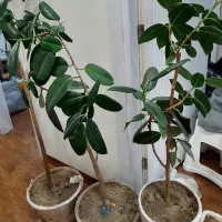 گل طبیعی همراه گلدان