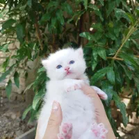 گربه نژاد اصیل