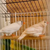 فنچ|پرنده|گرگان, |دیوار