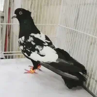 کفتر صید ضدوخوردی پرشی بای نوبازی