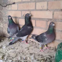 پلاکی مسافتی آلمانی