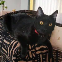 واگذاری موقت گربه ماده به اسم سرمه
