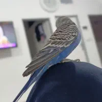 مرغ عشق دستی