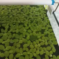 گل روی آبی(شناور) یا گل کاهویی