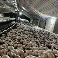 برگزاری دوره های پرورش قارچ با مدرک رسمی