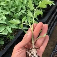 نشاء فروشی رقم ۳۴۰۲