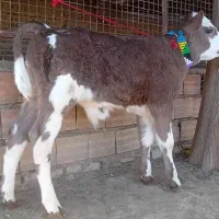 1 راس گوساله سیمینتال نر کلفت کشیده جنس|حیوانات مزرعه|گنبد کاووس, |دیوار