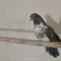 دوتا طوقی|پرنده|اردبیل, |دیوار