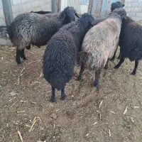 قوچ بره قوچ