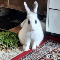 واگذاری خرگوش|موش و خرگوش|تبریز, |دیوار