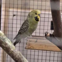 مرغ عشق انگلیسی