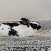 خرگوش ماده و۴تاتوله
