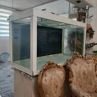 آکواریوم.|ماهی|قوچان, |دیوار