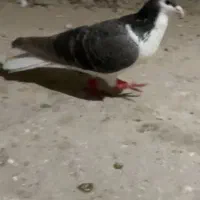 ساده نر