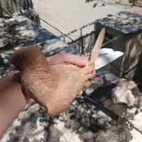 سه عدد کبوتر