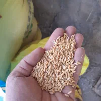 گندم|عمده‌فروشی|بیرانوند, |دیوار