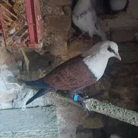 جونه نر شیخی