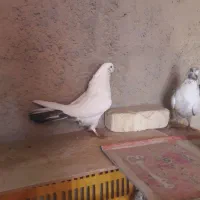 کفتر تهرانی واصفهانی|پرنده|برخوار, |دیوار