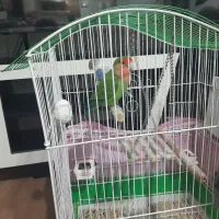 ۲۵۰۰۰۰۰تومان