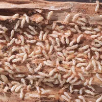 فروش سمهایی ترکیبی آماده سمپاشی موریانه.ساس