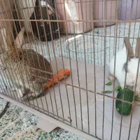 خرگوش مینیاتوری