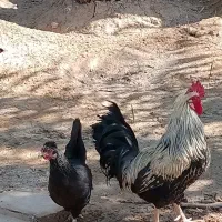 مرغ و خروس عربی اصل اصل تخم گذار|حیوانات مزرعه|باوی, |دیوار