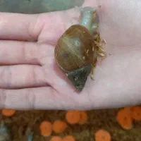 ۲۰ عددحلزون آچاتینا رایگان