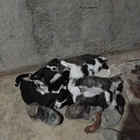 توله پا کوتاه|سگ|رضویه, |دیوار