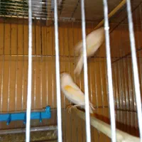 قناری ماده موزائیکی|پرنده|ری, علایین|دیوار