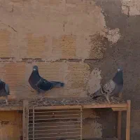 کبوتر پلاکی اصل مسافتی|پرنده|خرمدره, |دیوار