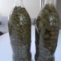 هندوانه‌ی‌کوهی‌یاهمان‌داغ‌قارپیزی|خوردنی و آشامیدنی|تبریز, |دیوار