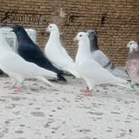 کفتر دو رگ نر پرشی ۱۰عدد|پرنده|مشهد, ادیب نیشابوری (شهرک غرب)|دیوار