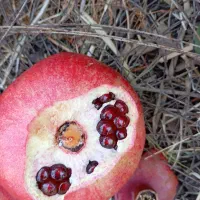 فروش انار|عمدهفروشی|بختگان, |دیوار