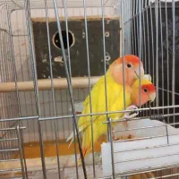 جفت کوتوله برزیلی . تضمینی با مدرک