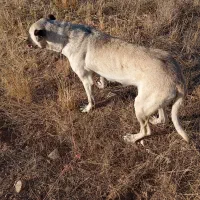 سگ ماده|سگ|اردبیل, |دیوار