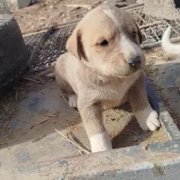 فروشی ماده|سگ|شیروان (خراسان), |دیوار