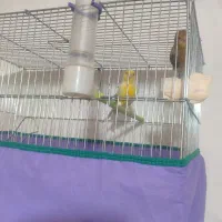 قناری|پرنده|کرمان, |دیوار