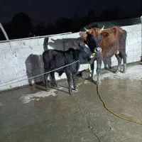 گاو با گوساله نر|حیوانات مزرعه|رضوانشهر, |دیوار